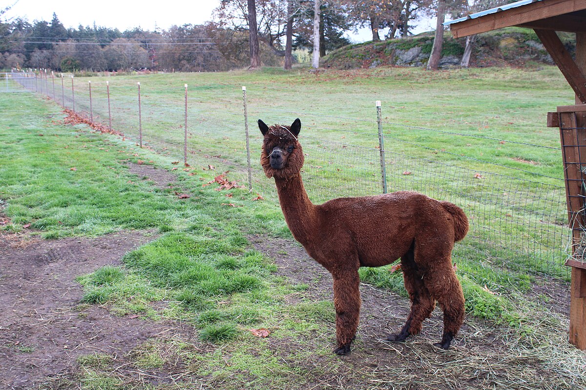 Krystal Acres Alpaca Farm