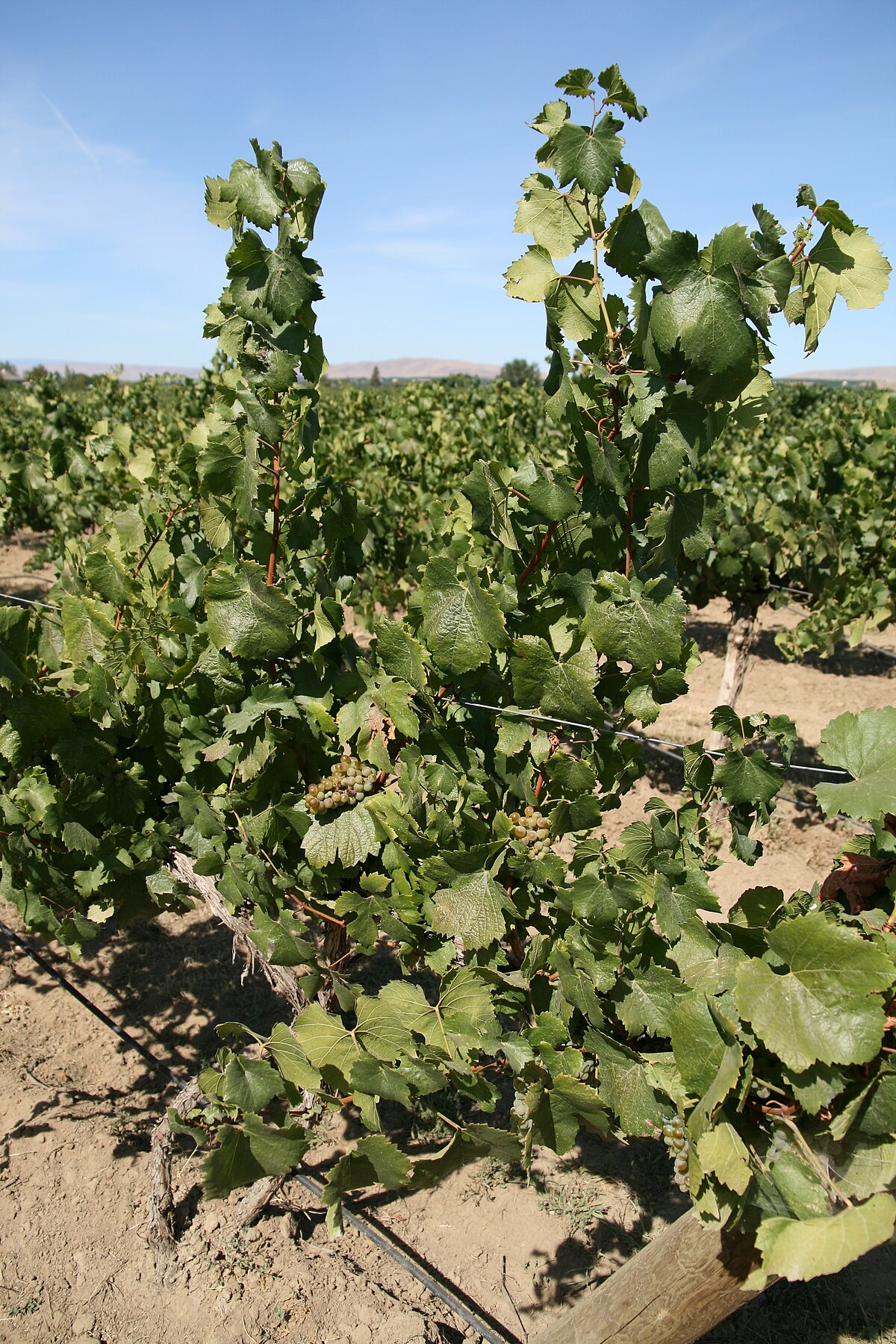 San Juan Vineyard
