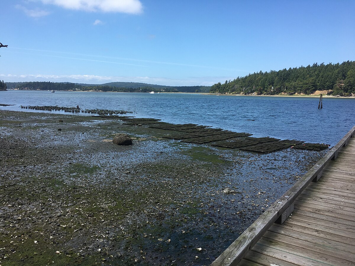 Westcott Bay Shellfish Farm